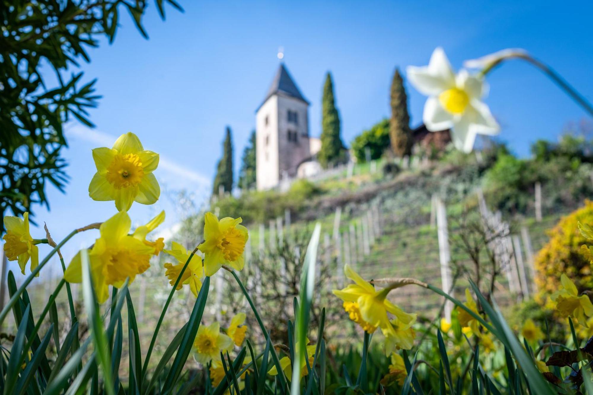 Ferienhof Franzelin Daire Termeno Dış mekan fotoğraf